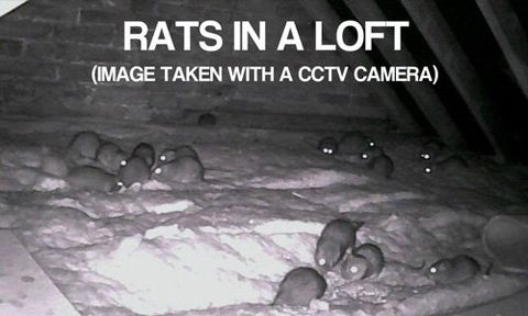 Rat control service