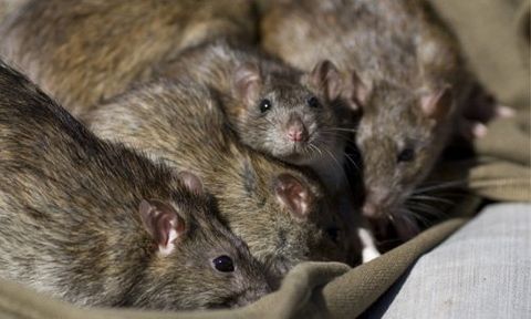 How to get rid of rats