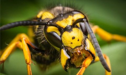get rid of wasps