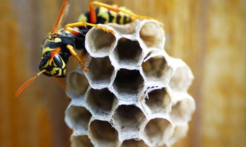 wasp control