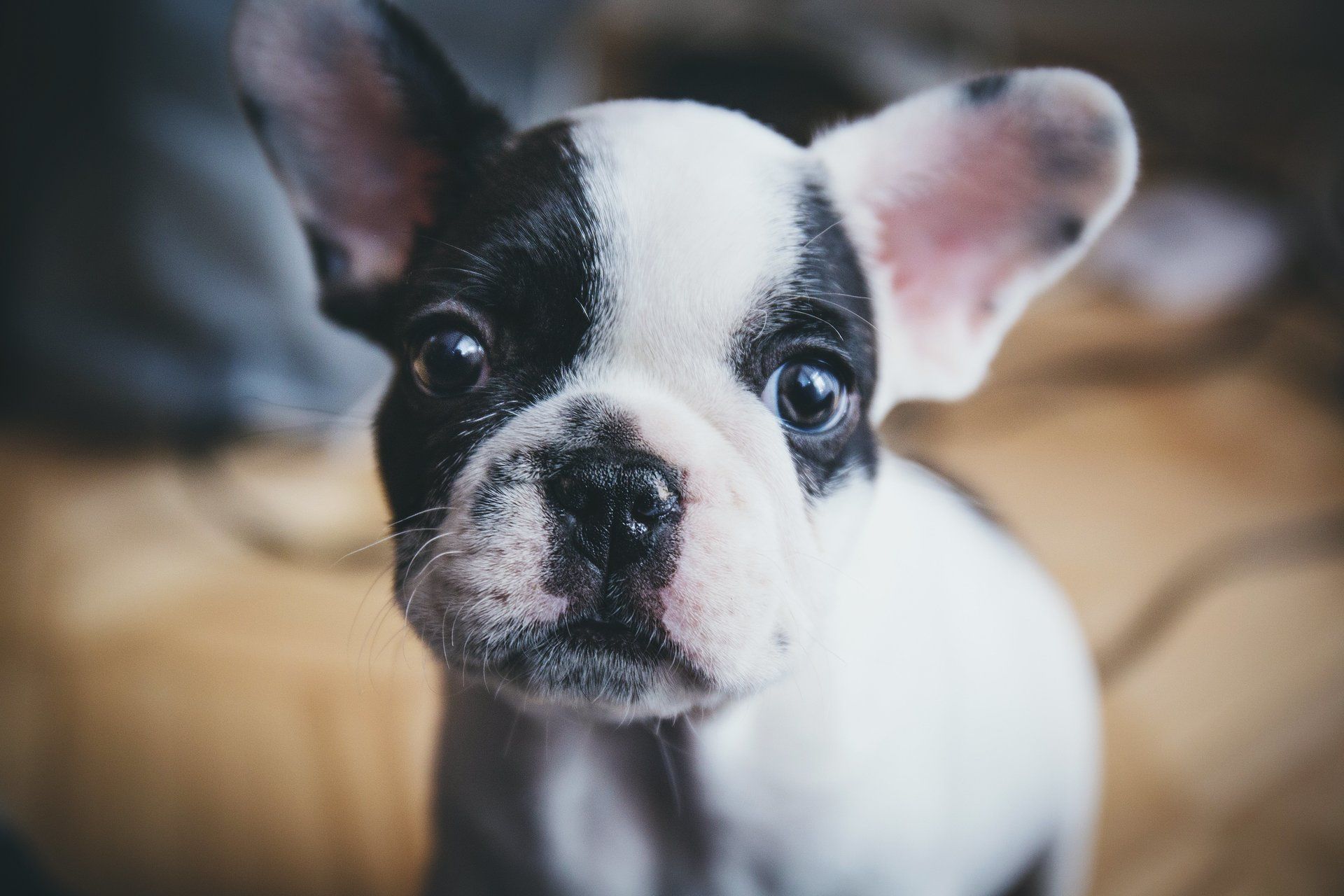 Dixie Memorial Pet Gardens