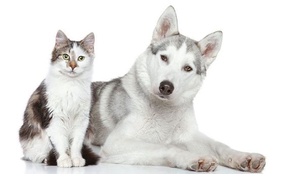 Dixie Memorial Pet Gardens