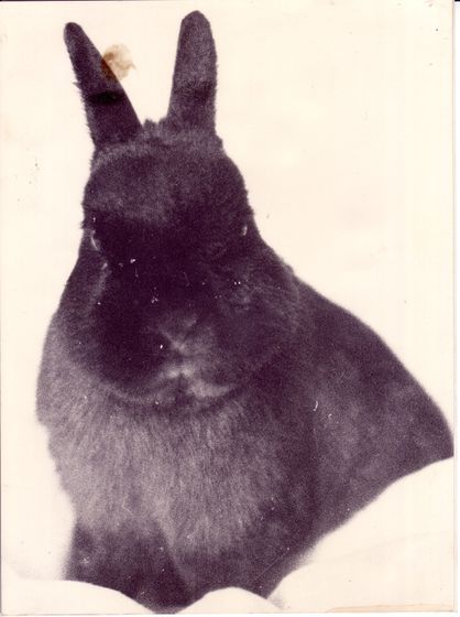 Foto Stefan Holzwig