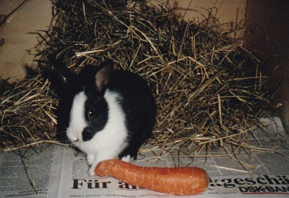 Tobias mit gelber Rübe