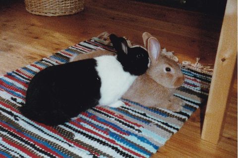 Tobias und Lukas Putzen