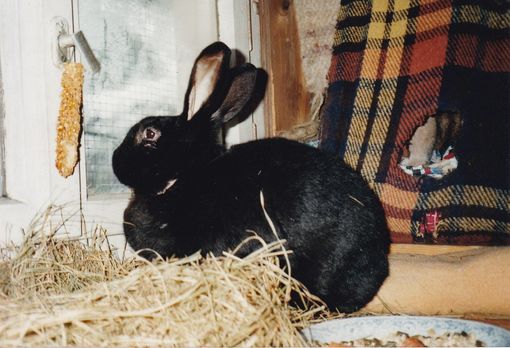 Tom 1994