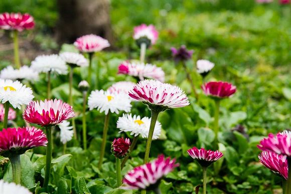 flowers