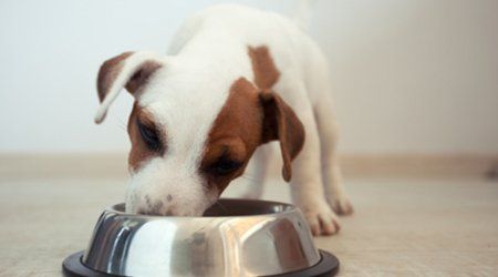dog food