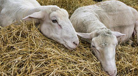 goat supplies