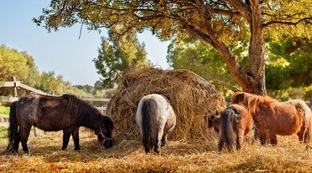 Horse food