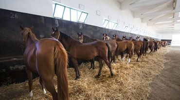 horses