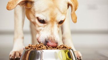 A dog eating his biscuits