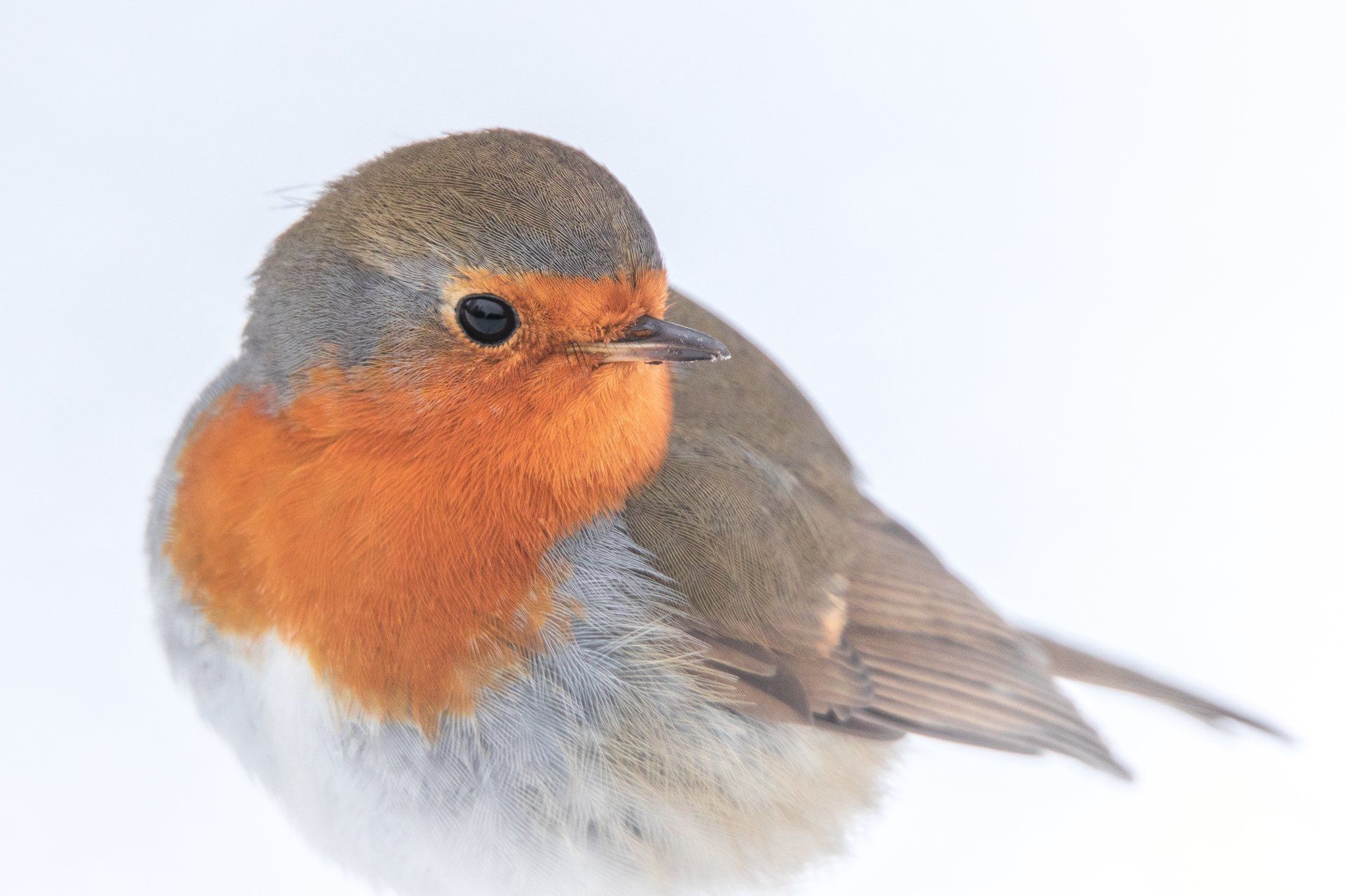 roodborst