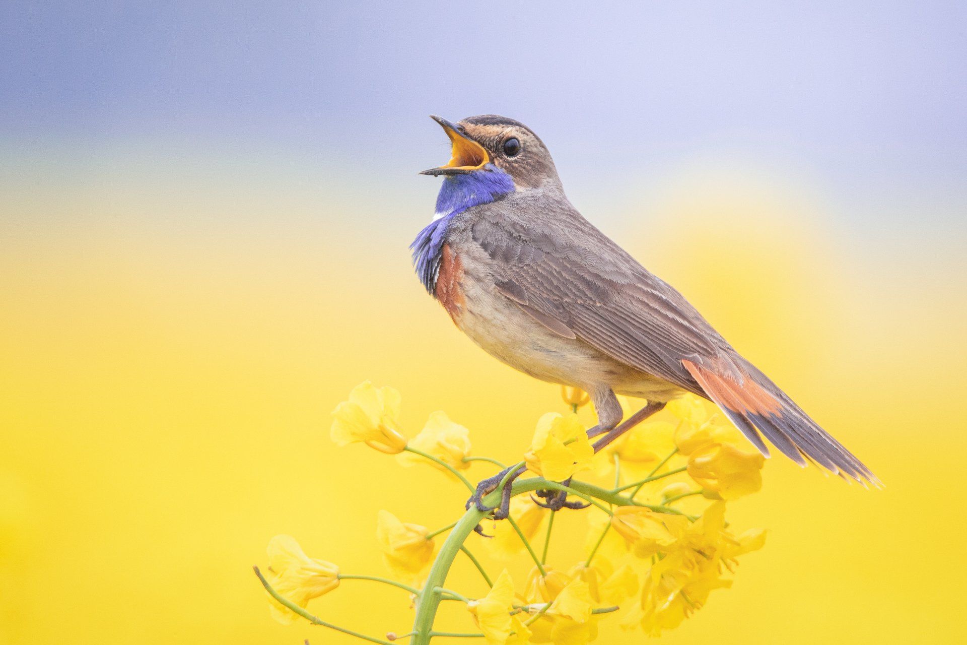 Blauwborst