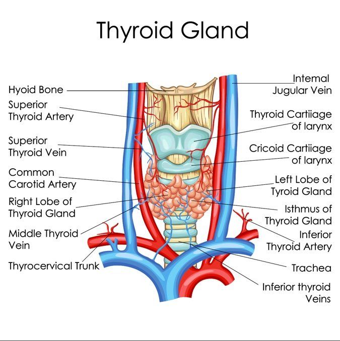 Thyroid Gland Anatomy