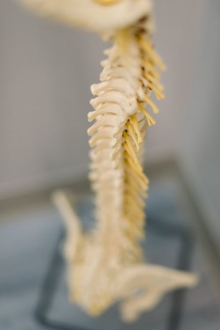 Physical Rehabilitation — Spinal Column Miniature in Springs, CO Physical Rehabilitation — Spinal Column Miniature in Springs, CO