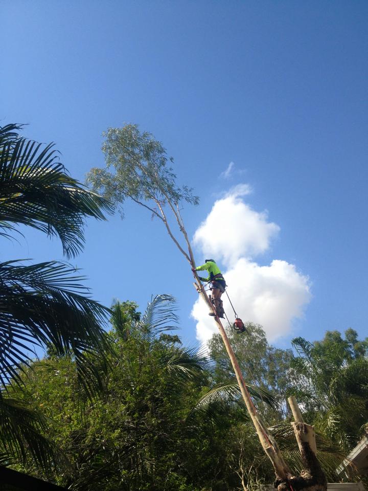 Tree Removal — Coral Coast Tree Services In Oonoonba, QLD