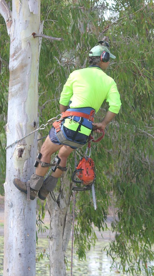 Professional Arborist — Coral Coast Tree Services In Oonoonba, QLD Professional Arborist — Coral Coast Tree Services In Oonoonba, QLD
