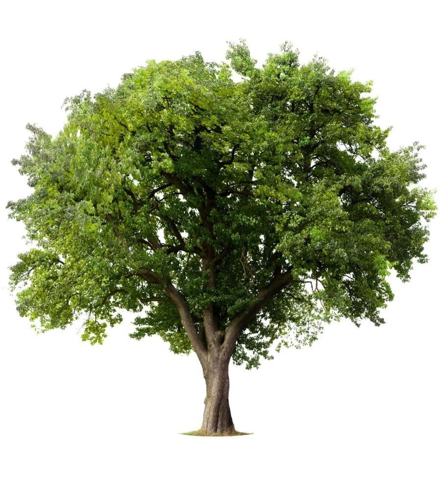 Tree — Coral Coast Tree Services In Oonoonba, QLD Tree — Coral Coast Tree Services In Oonoonba, QLD