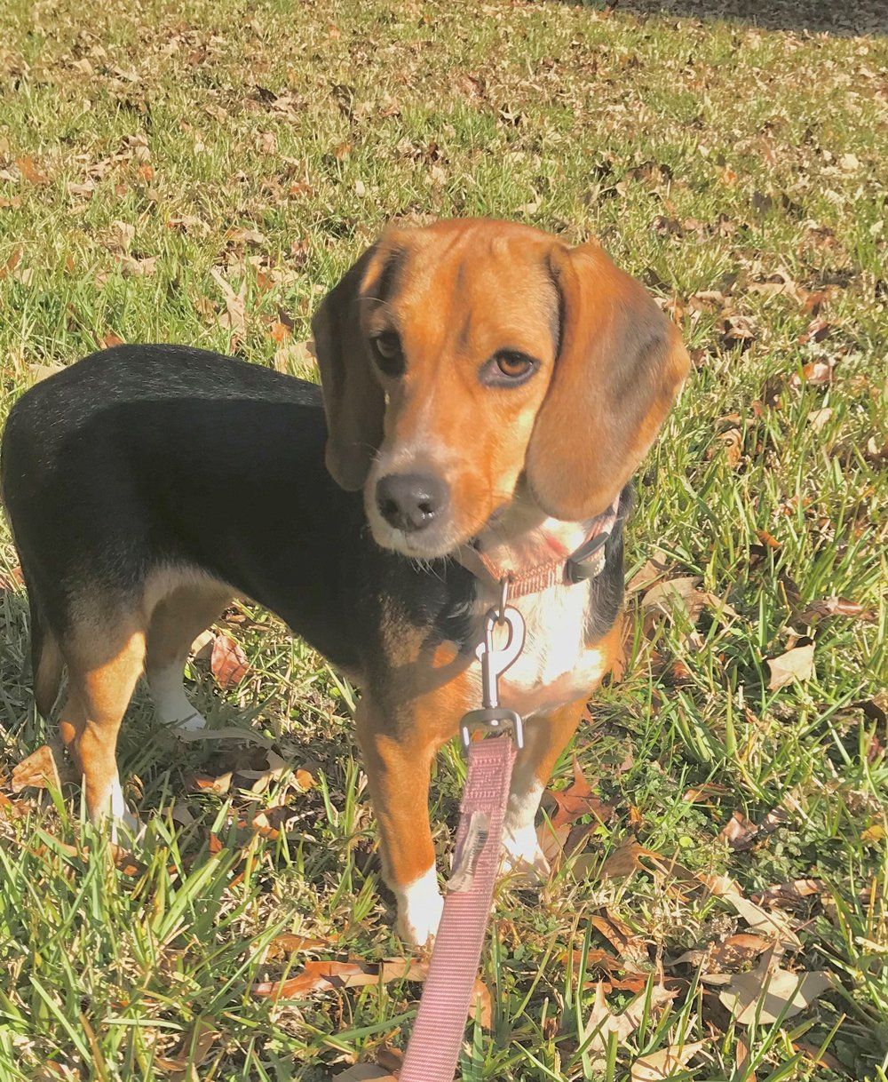Beagle — Bradford, FL — Bowen & Bug Blocker Service