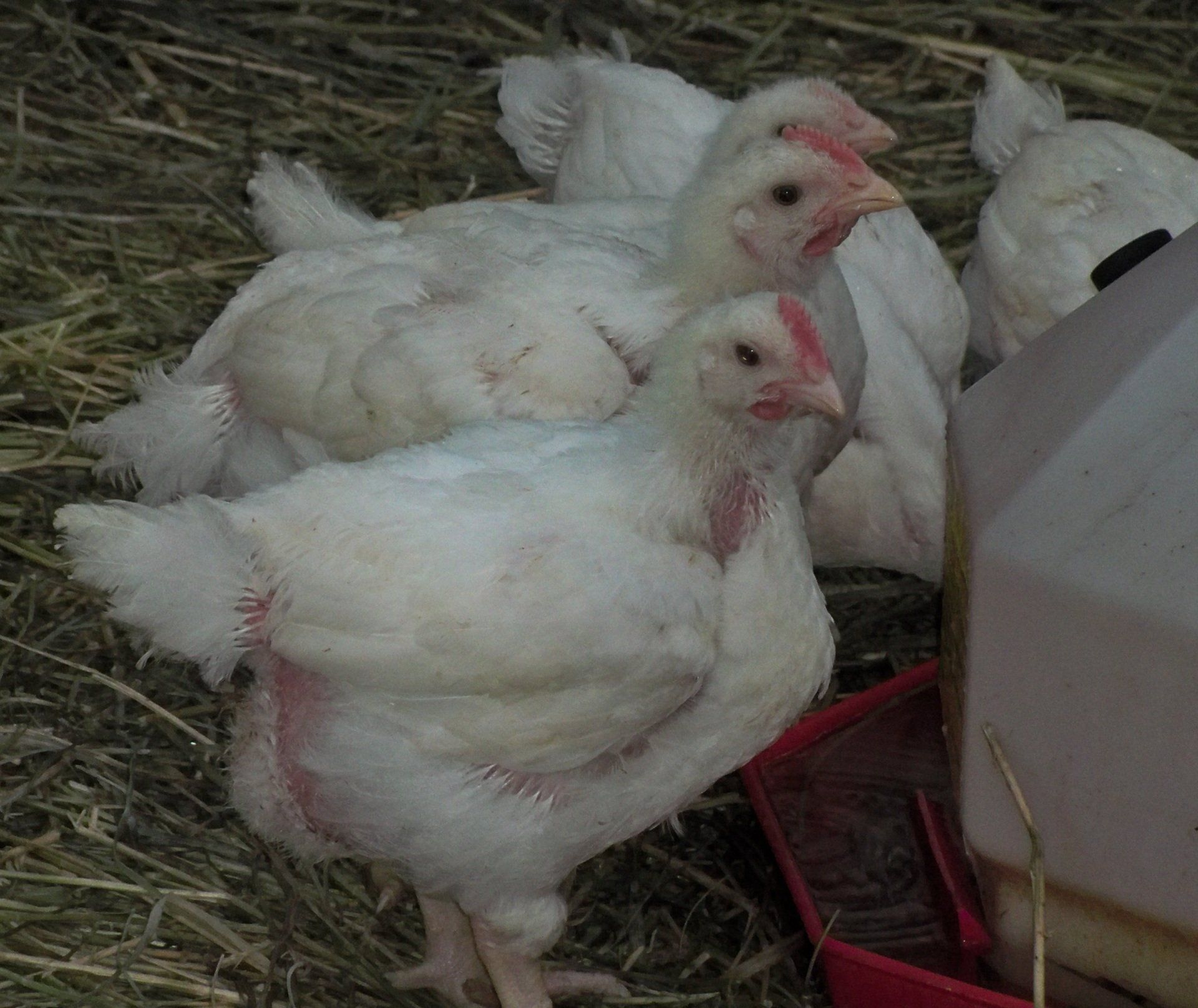 Broiler Chickens A group of white chickens standing next to each other