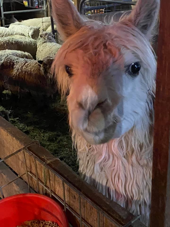 a close up of an Alpaca in a pen with sheep in the background