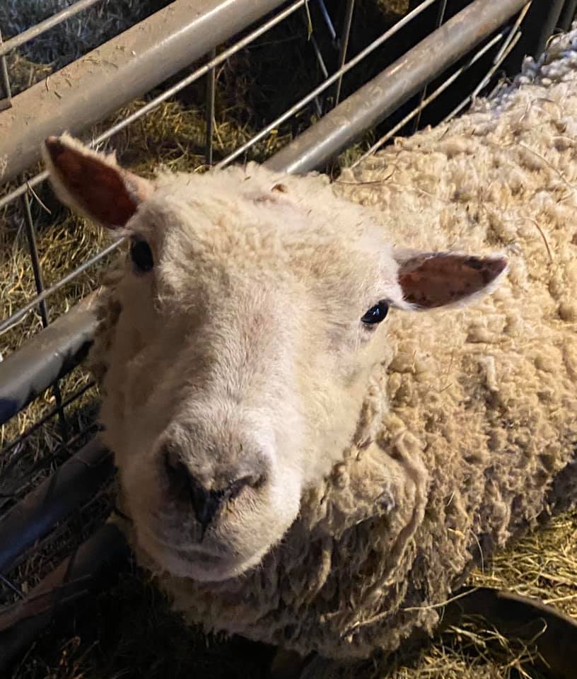 A close up of a sheep behind a fence looking at the camera