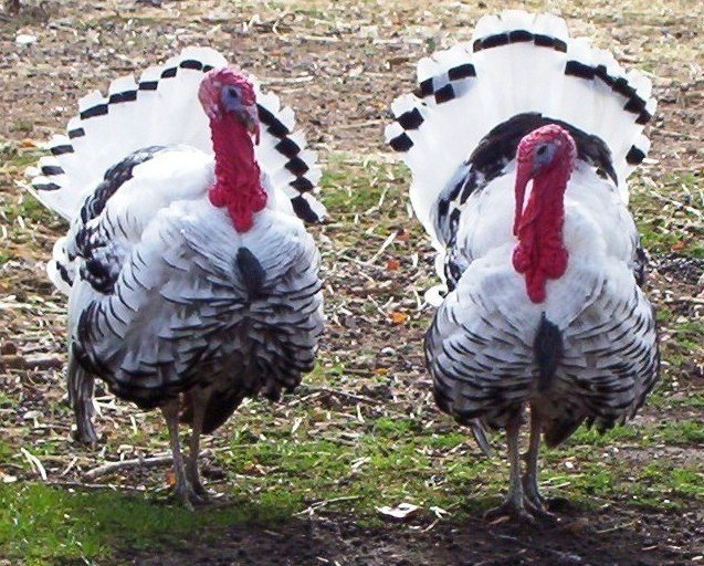 Royal Palm Turkeys Royal Palm Turkeys raised on organic feed RCR Organic Feedstore Hamburg MN