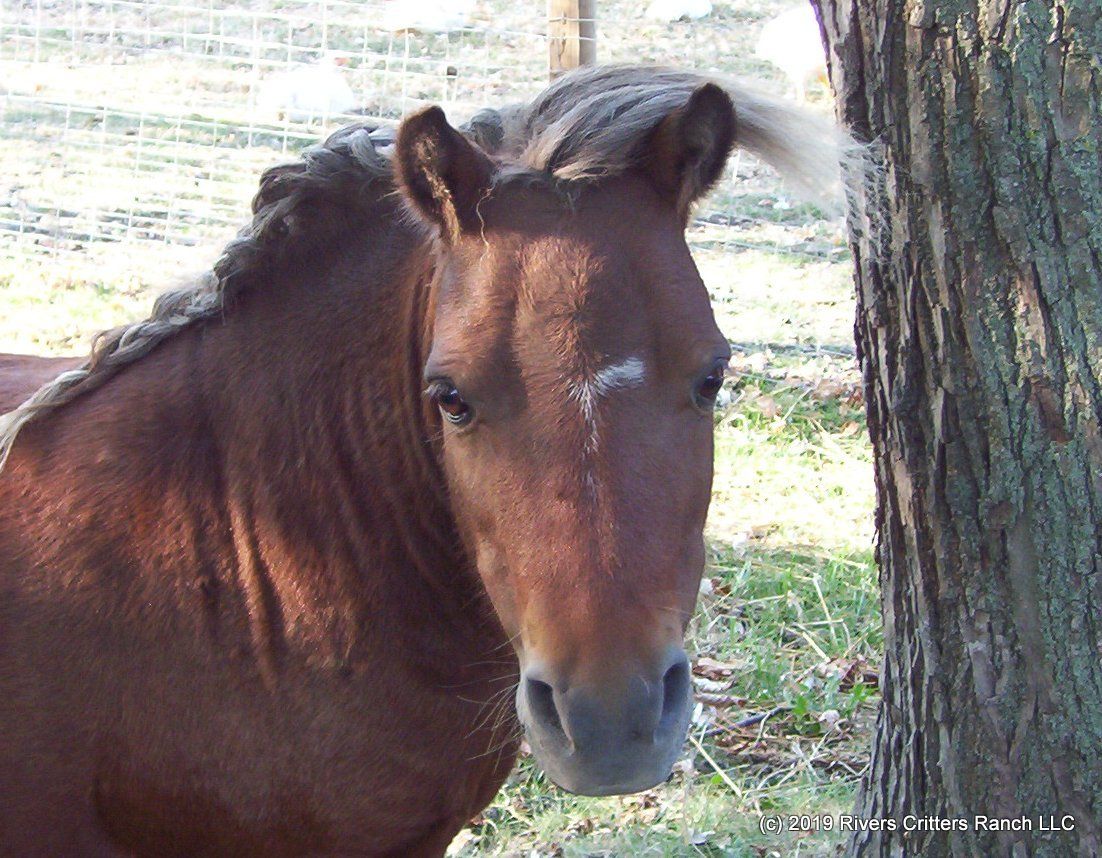 Miniature horse Rusty Buckets standing next to a tree looking at Rivers Critters Ranch