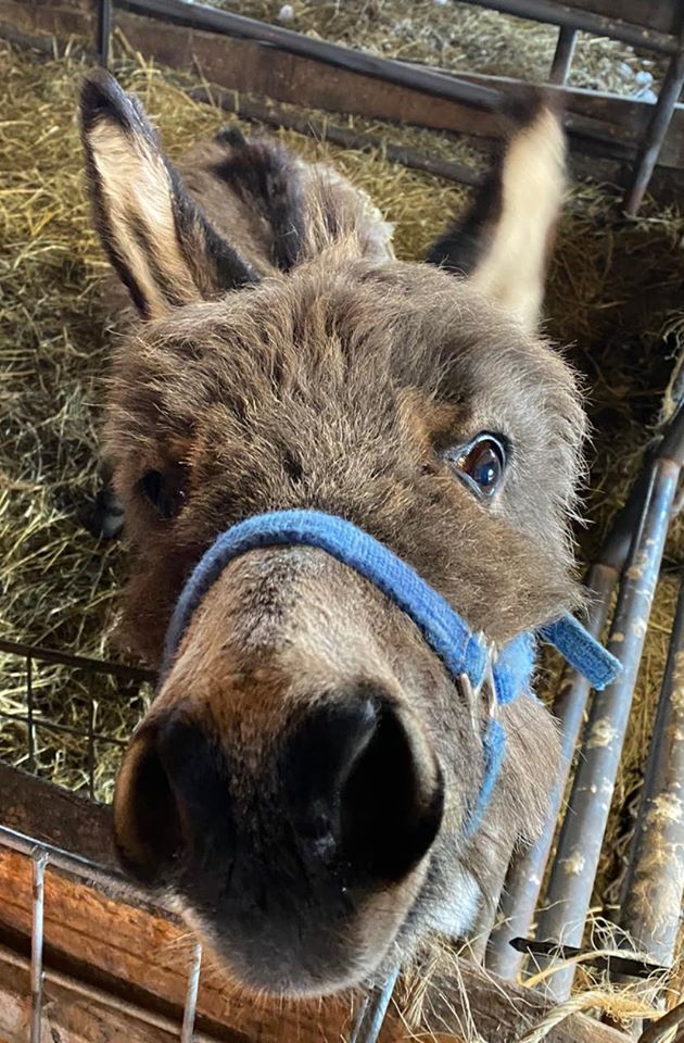 #SmilesFromTheBarn