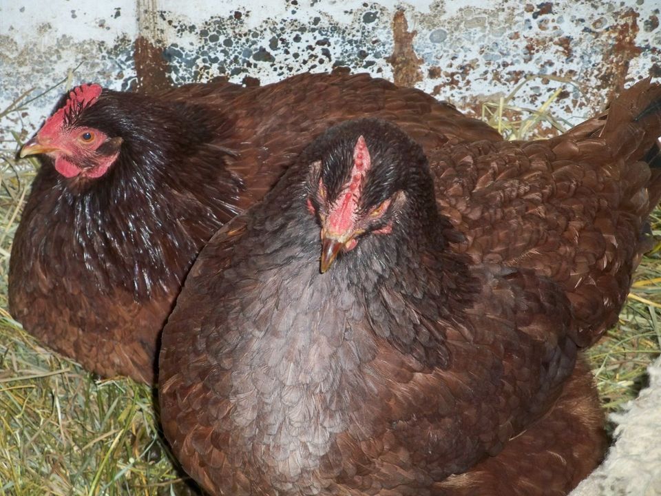 Chickens nesting