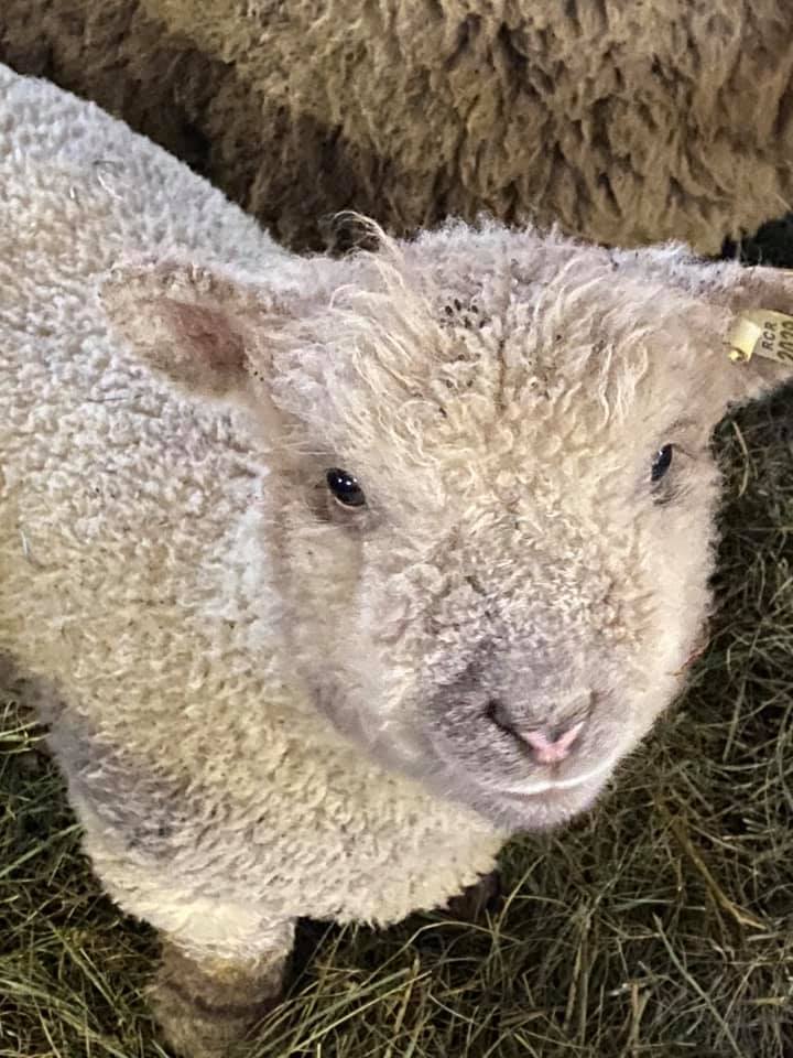 Old English Babydoll Lamb Rivers Critters Ranch Hamburg MN