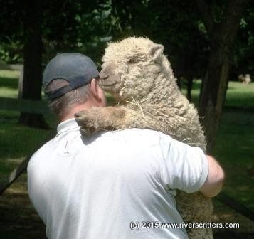 Lost Sheep Found Rivers Critters Ranch