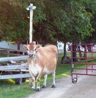 Jersey Cow Rivers Critters Ranch