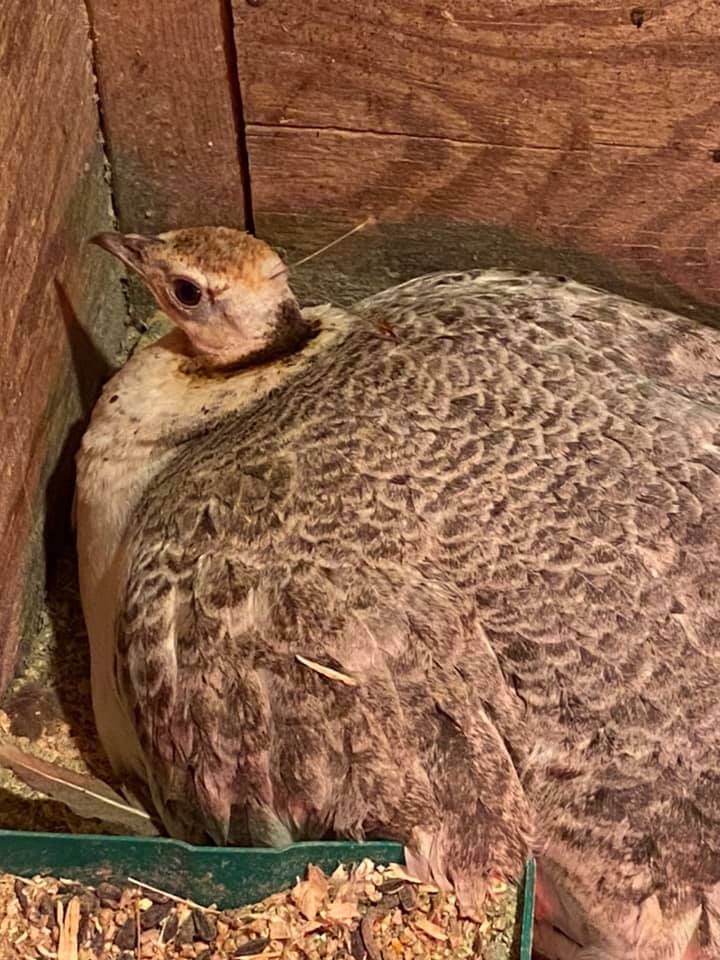 A peacock is sitting in a wooden cage next to a bowl of food.