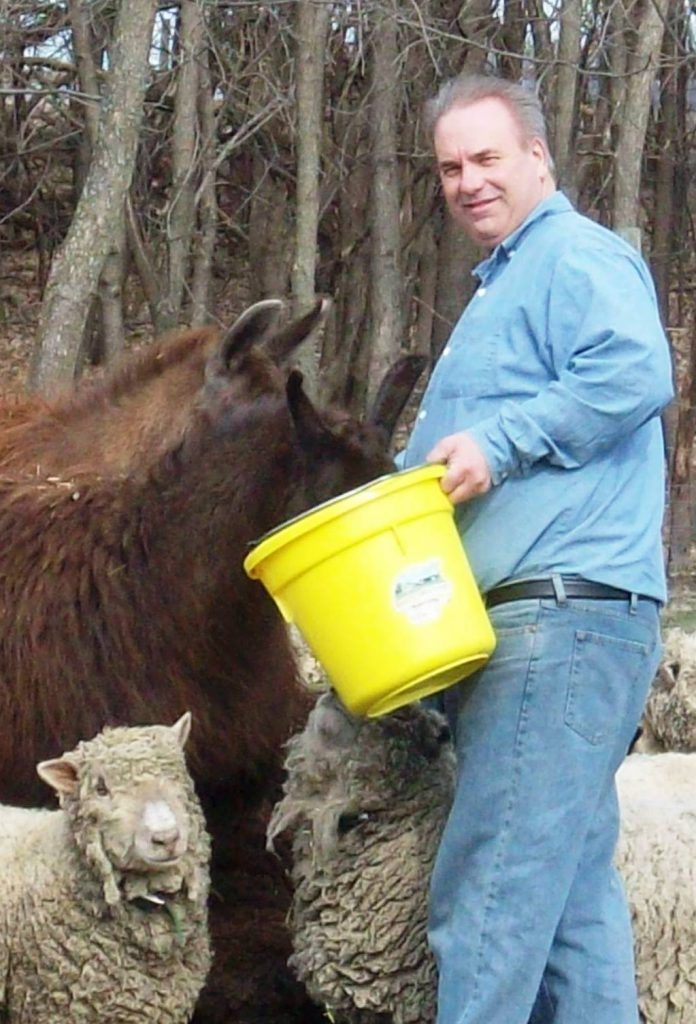 Tom Rivers with Llama and Olde English Babydoll Sheep Rivers Critters Ranch
