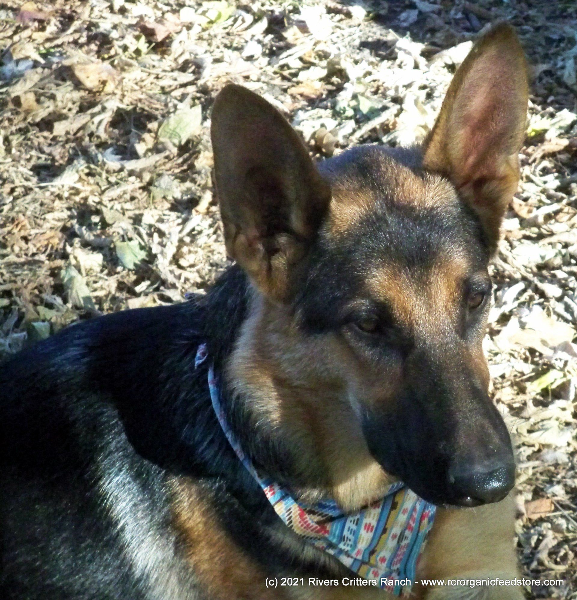 Farm Dog Travis 