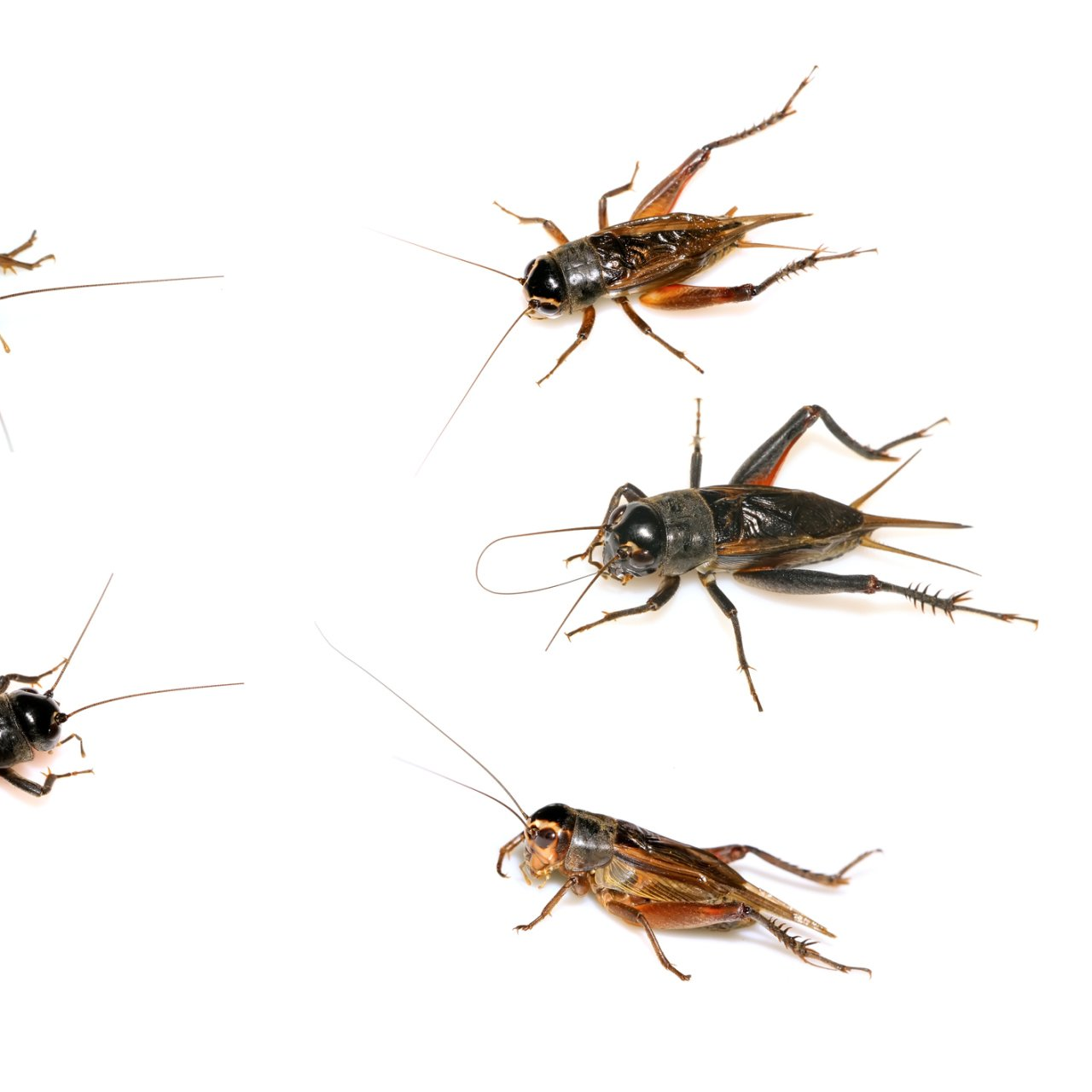 Bug Removal — Dead Cockroach in Tampa, FL