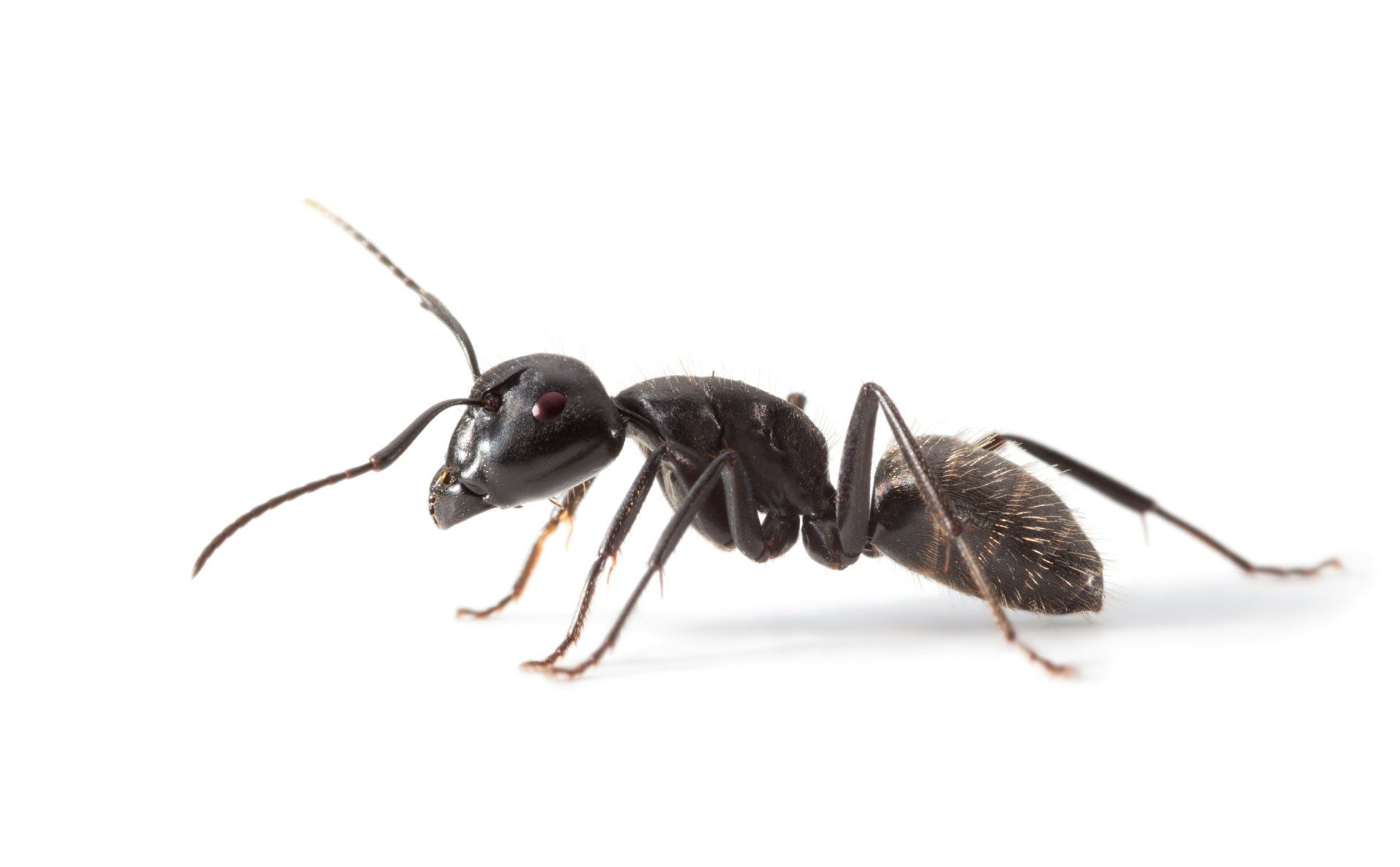 Ants — A Horde of Ants in Tampa, FL Ants — A Horde of Ants in Tampa, FL