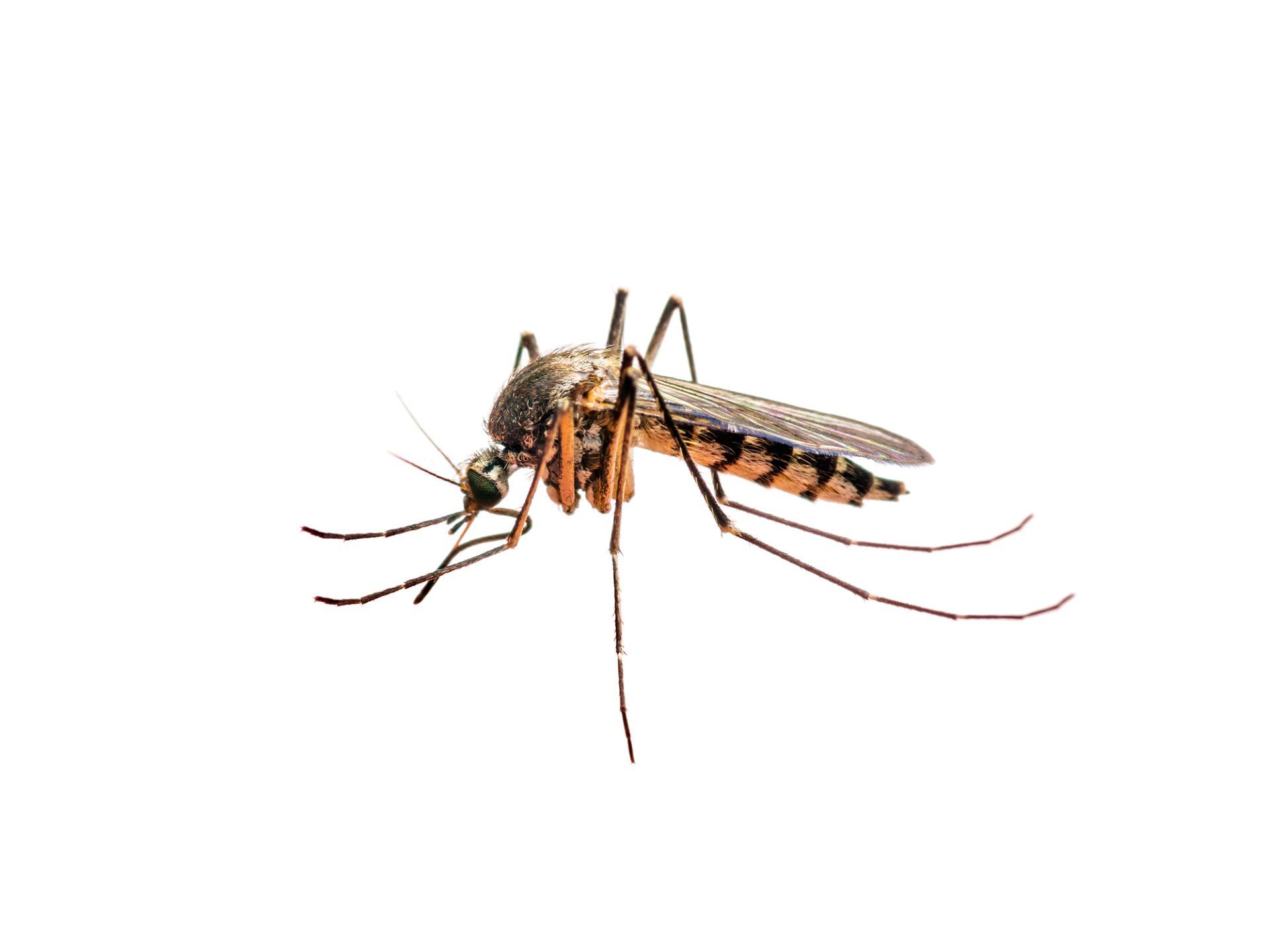 Mosquito Problem — A Horde of Mosquitoes in Tampa, FL Mosquito Problem — A Horde of Mosquitoes in Tampa, FL
