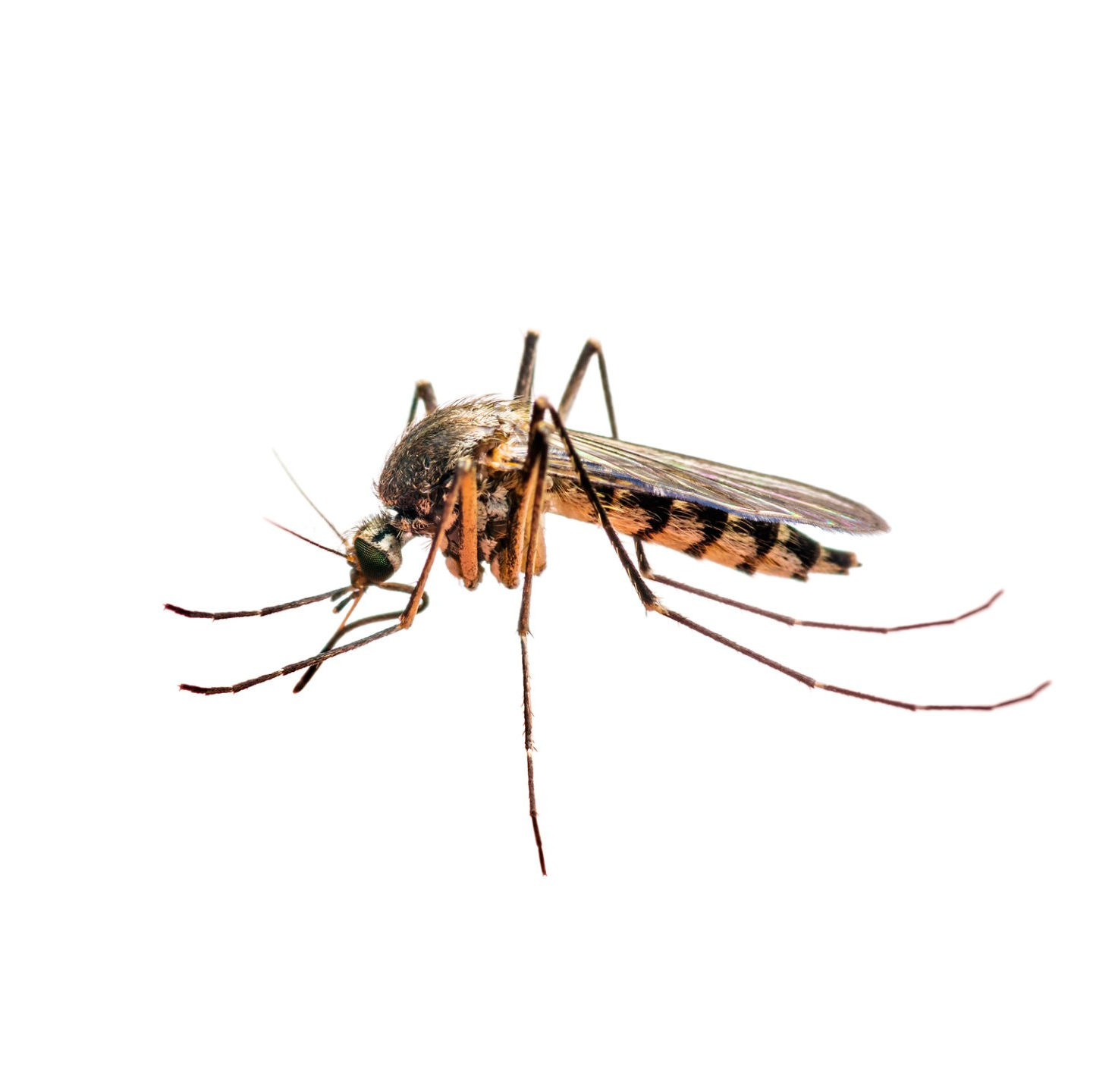 Bug Removal — Dead Cockroach in Tampa, FL
