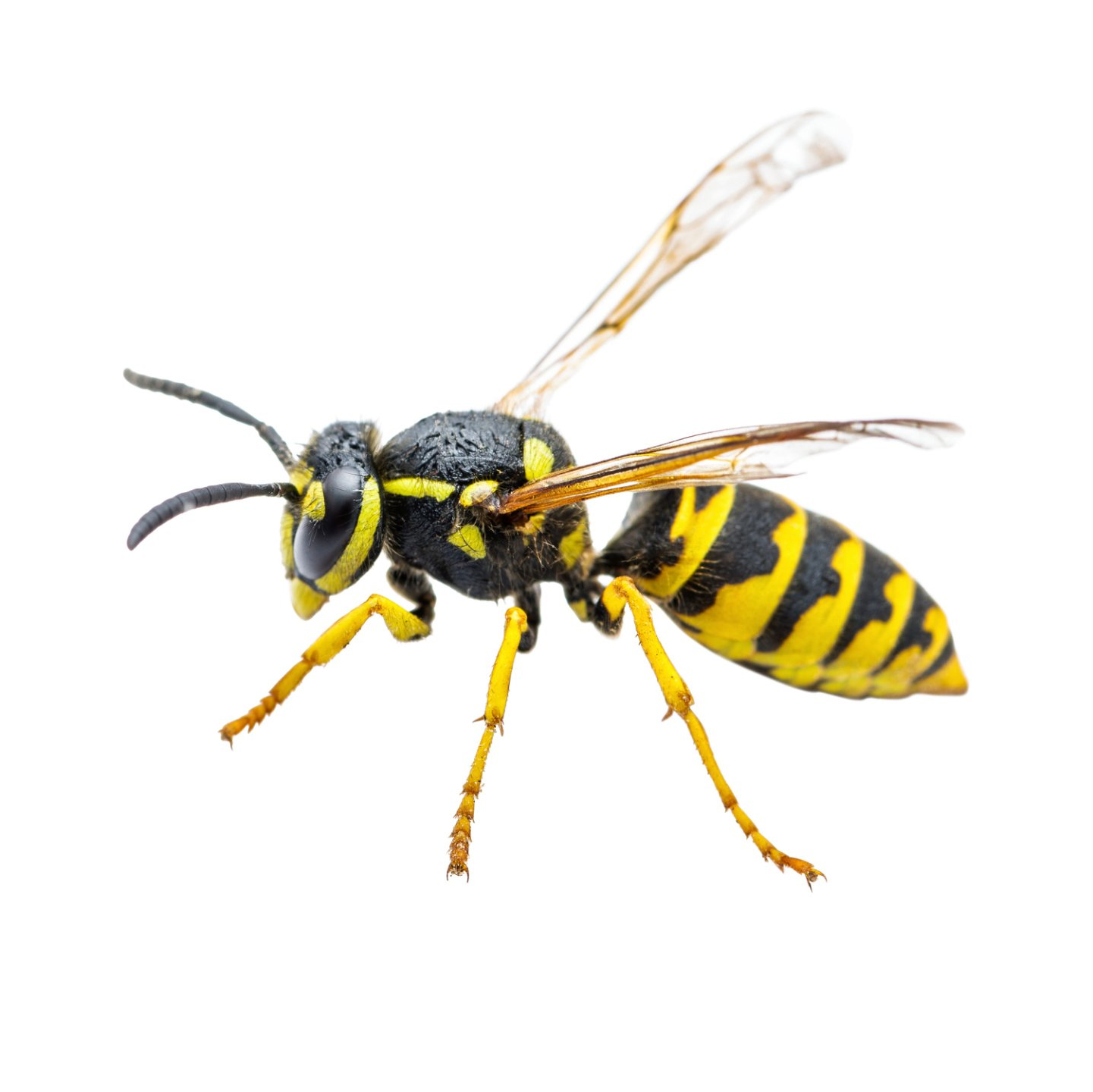 Bug Removal — Dead Cockroach in Tampa, FL