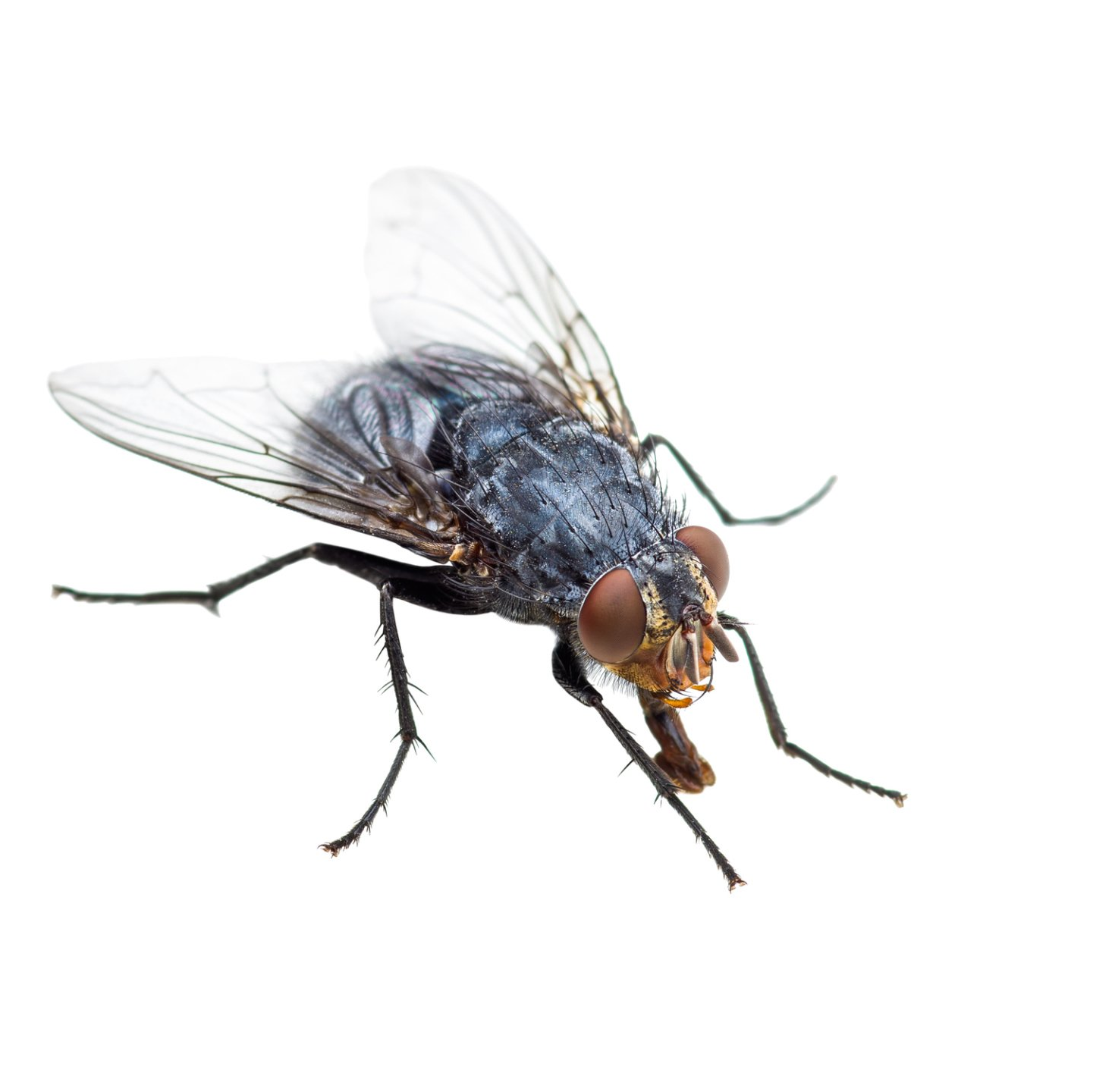 Bug Removal — Dead Cockroach in Tampa, FL