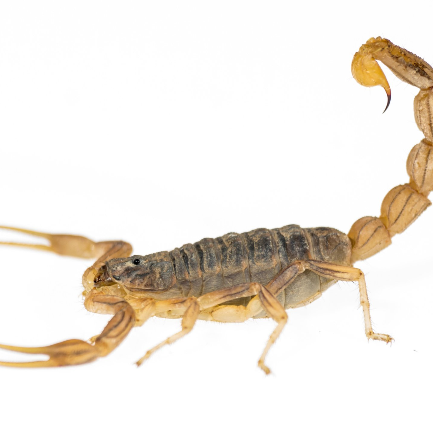 Bug Removal — Dead Cockroach in Tampa, FL