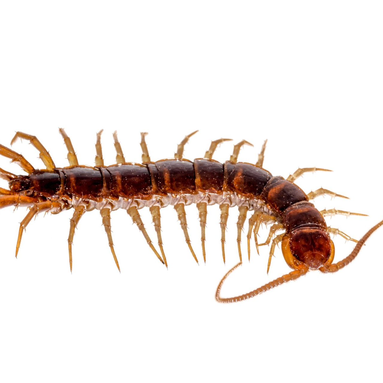 Bug Removal — Dead Cockroach in Tampa, FL