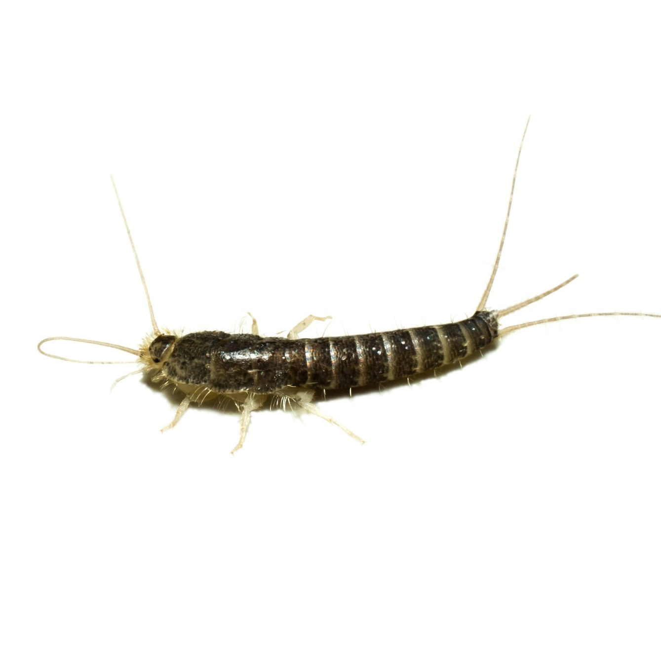 Bug Removal — Dead Cockroach in Tampa, FL