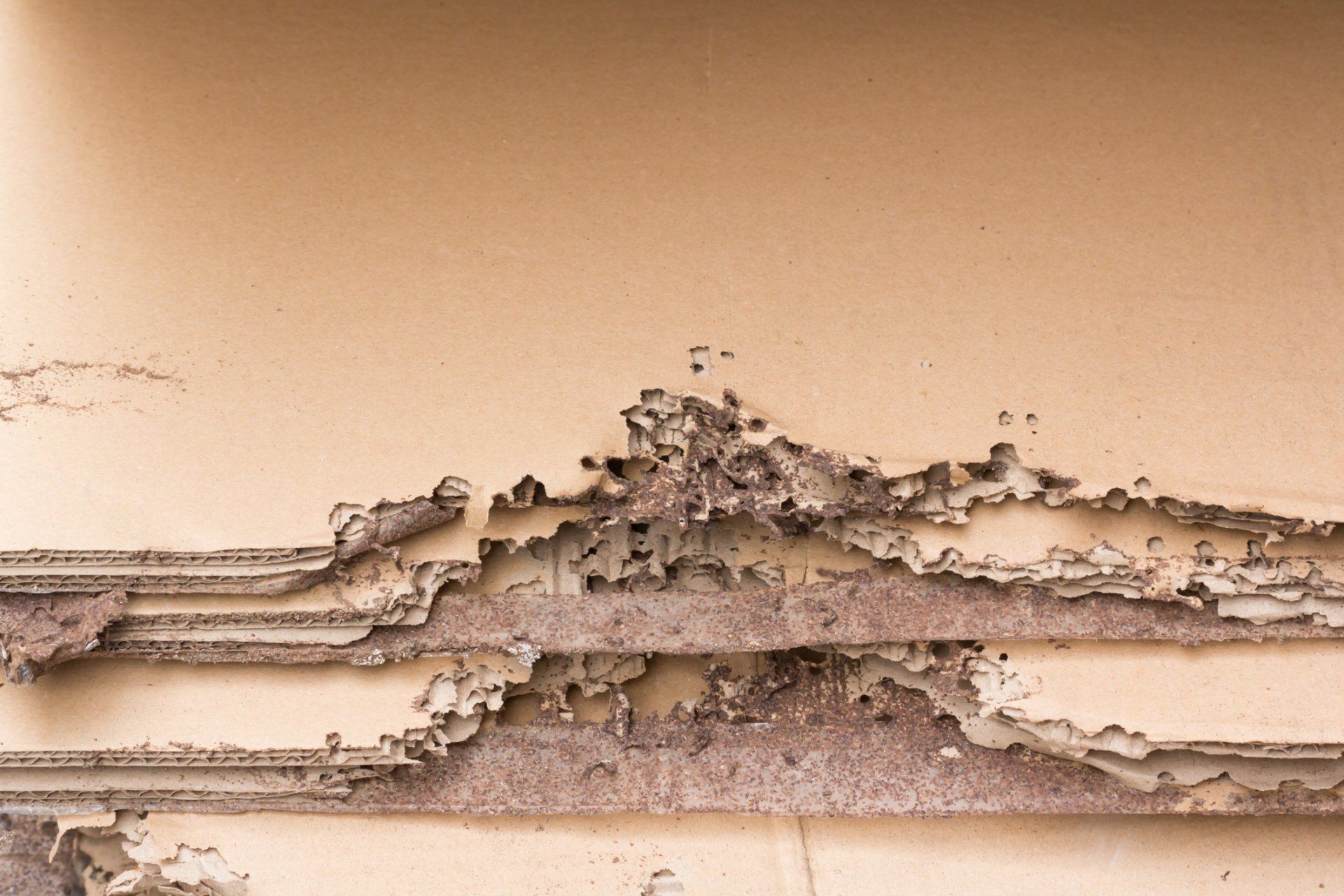 Termite Control — Wood Destroyed by a Termite in Tampa, FL