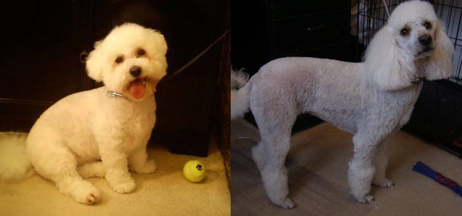 Dog grooming