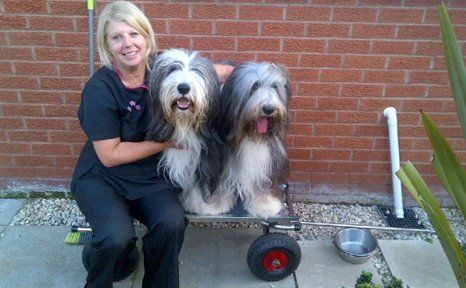 Dog grooming