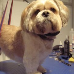 Mobile grooming services